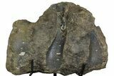 Fossil Hadrosaur (Maiasaura?) Fused Sacral Vertebrae - Montana #173490-1